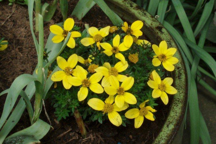 Посадка и размножение биденса