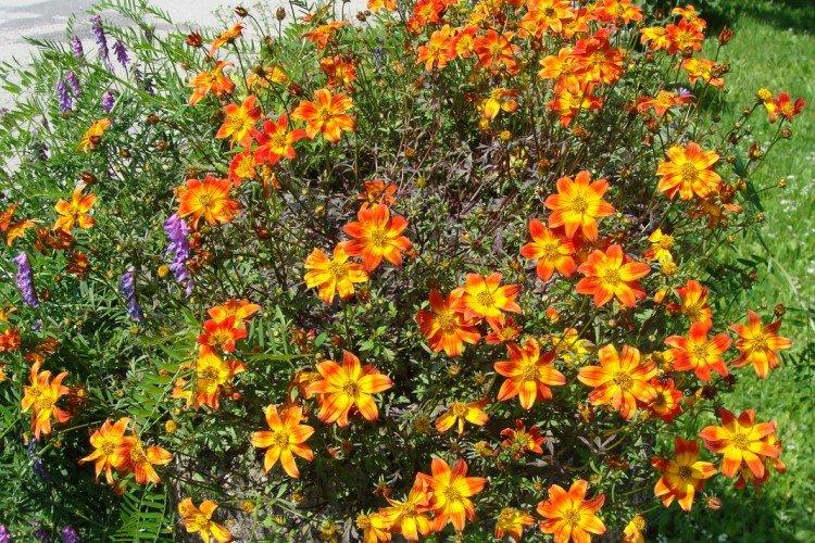 Биденс – фото