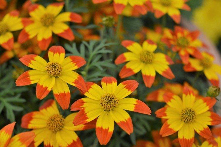 Биденс – фото