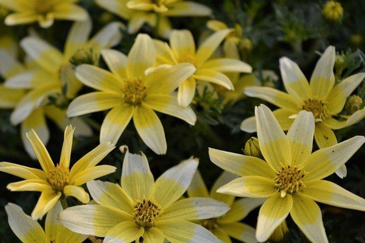 Биденс Така Тука