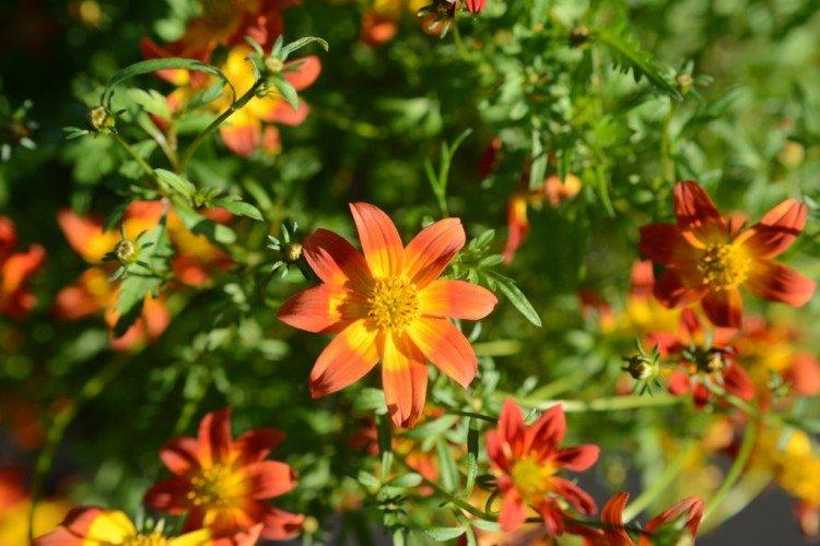 Биденс – фото