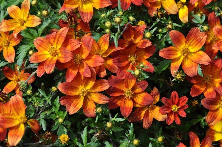 Биденс – фото