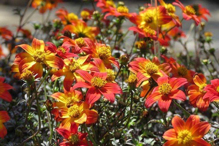 Биденс Пэйнтед Ред