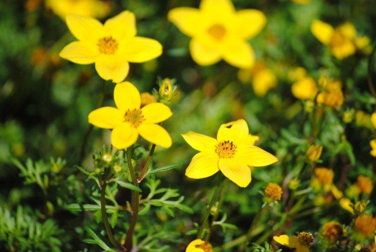 Биденс – фото