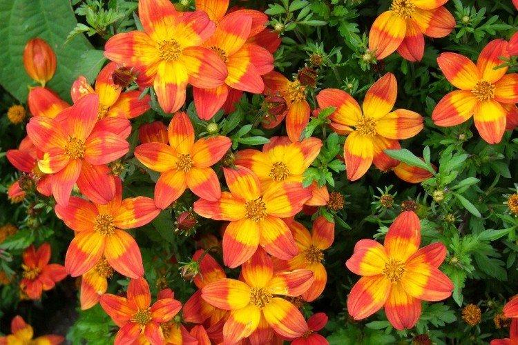 Биденс – фото