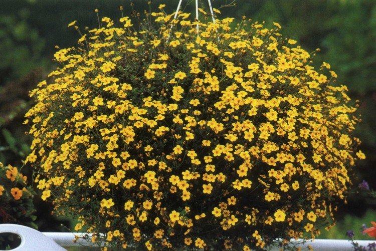 Биденс Золотой шар