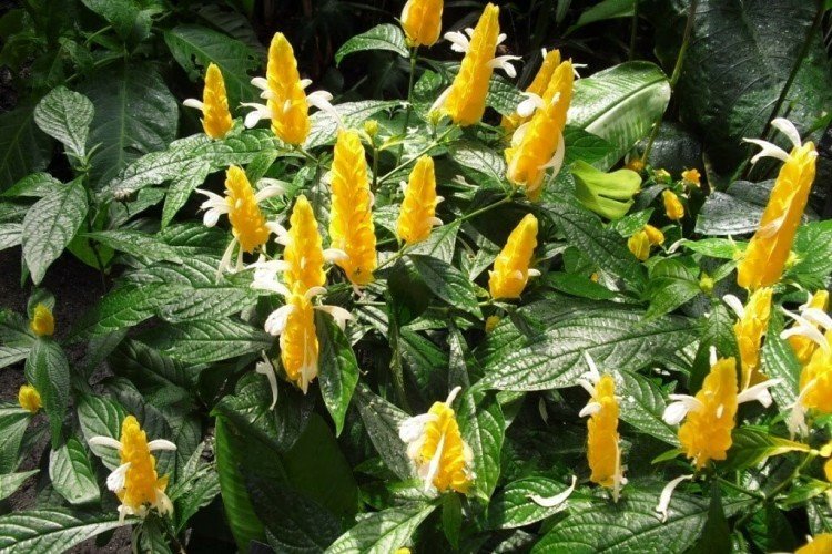 Пахистахис (50 фото): виды, посадка и уход в домашних условиях