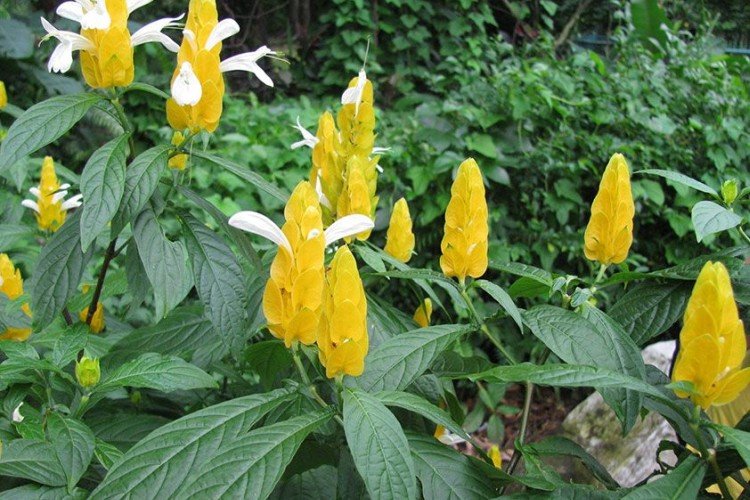 Удобрения и подкормка