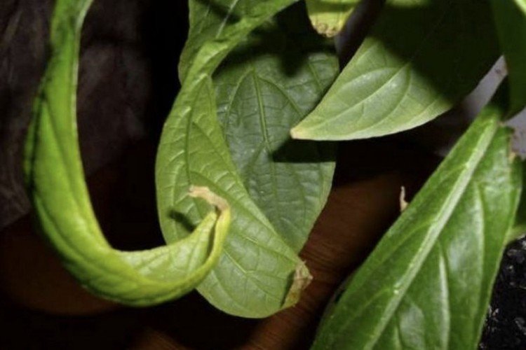 Борьба с вредителями и болезнями