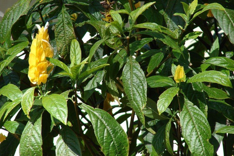 Пахистахис – фото