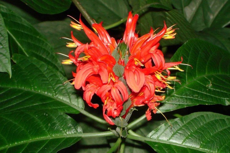 Пахистахис – фото