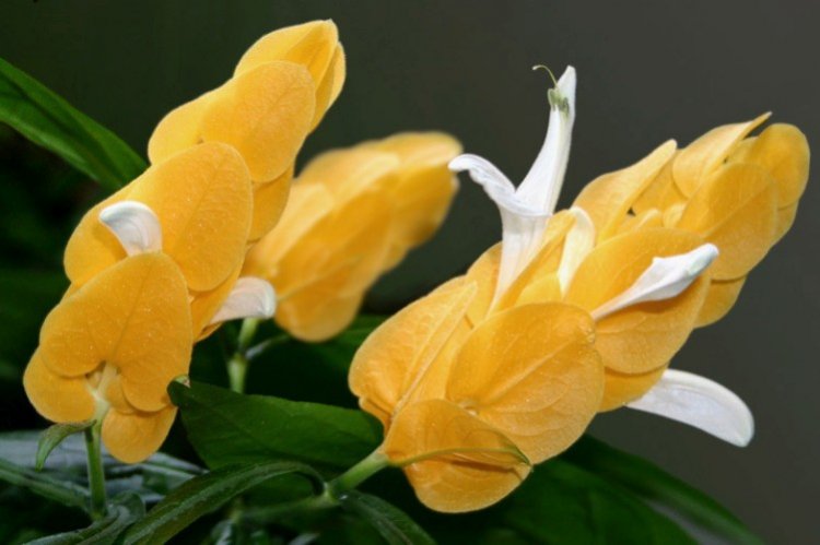 Пахистахис – фото