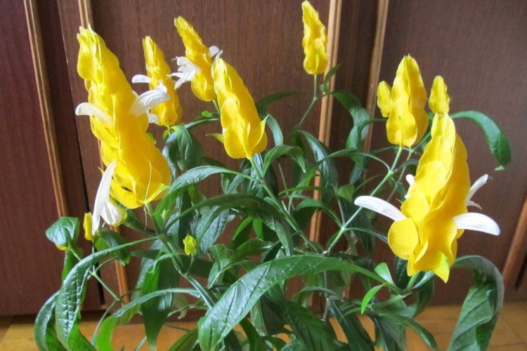 Желтый пахистахис