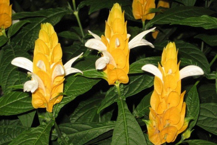 Пахистахис – фото