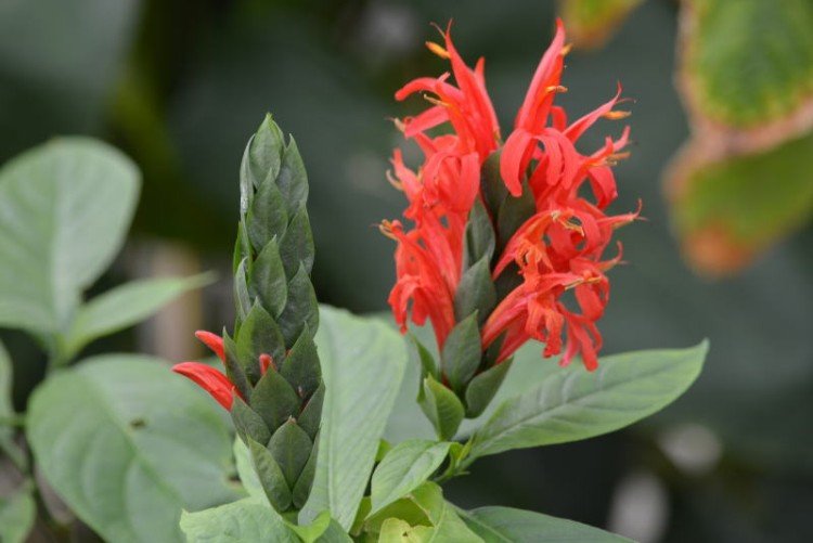 Пахистахис – фото