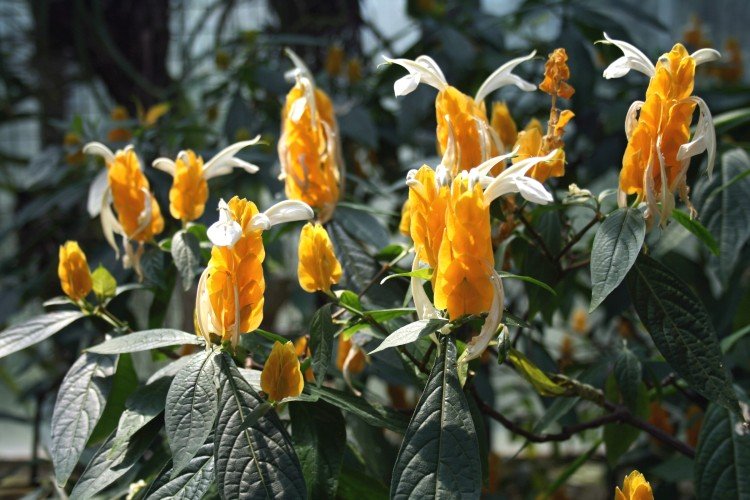 Пахистахис – фото