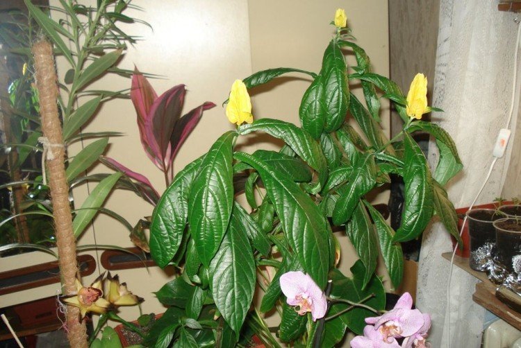 Пахистахис – фото