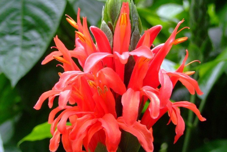 Пахистахис – фото