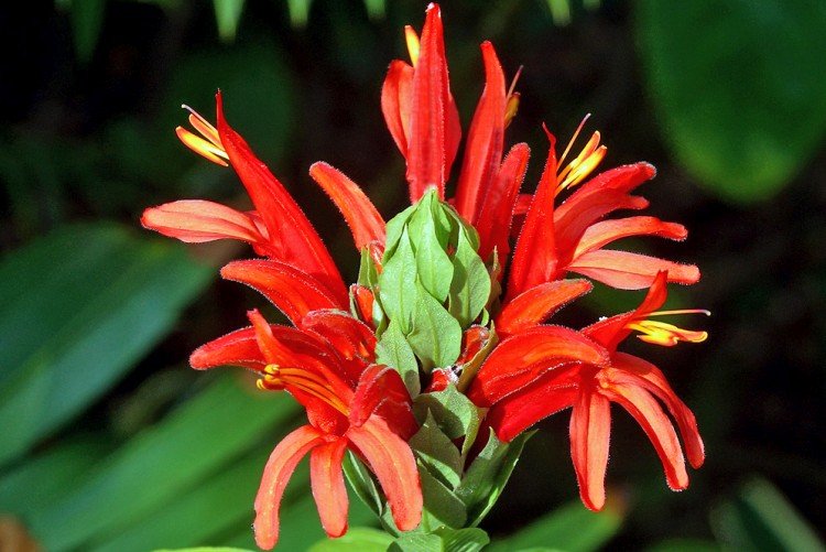 Пахистахис – фото