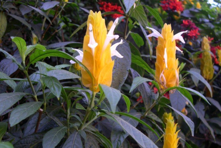 Пахистахис – фото