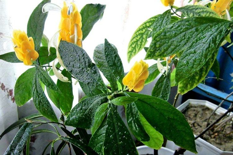 Пахистахис – фото