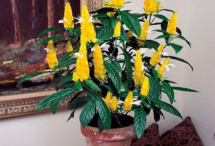 Пахистахис – фото