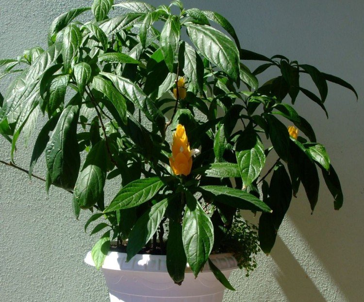 Пахистахис – фото