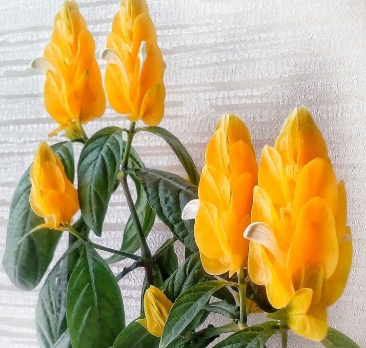 Пахистахис – фото