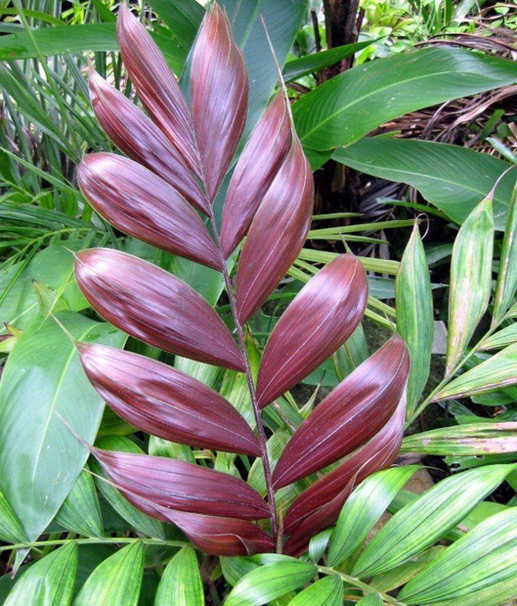 Калиптрокалис