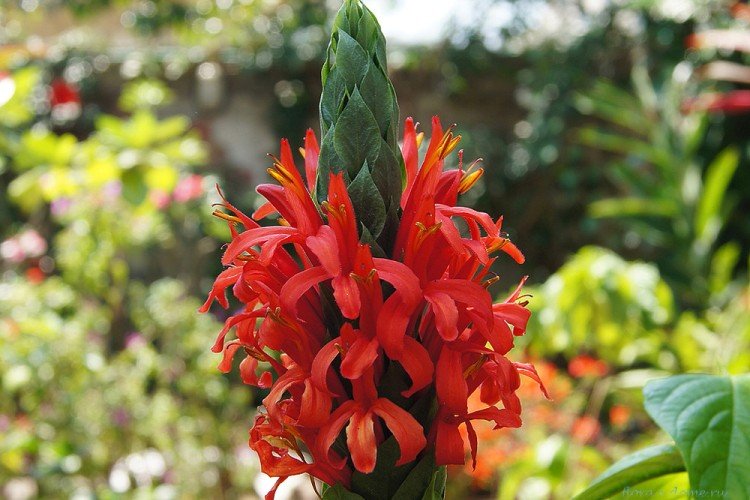 Температура