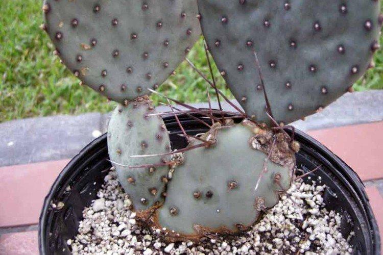 Борьба с вредителями и болезнями