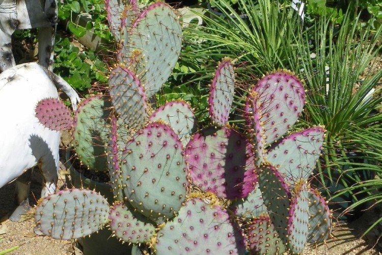 Опунция – фото