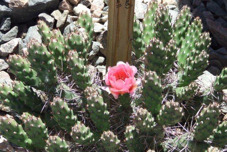 Опунция – фото