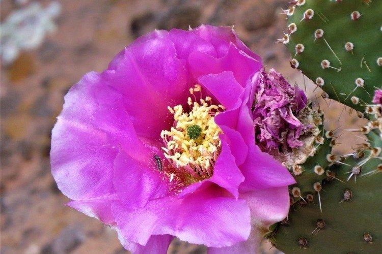 Розовоцветковая опунция