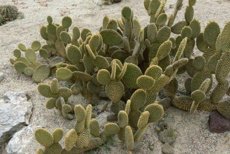 Опунция – фото