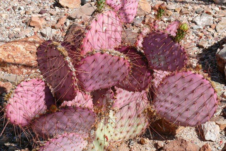 Опунция Госселина