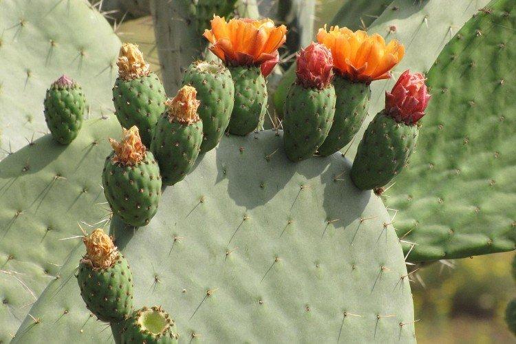 Длинноостная опунция