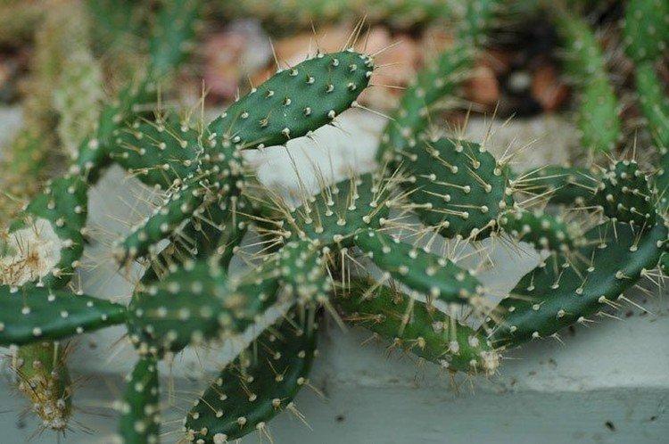 Кюрасавская опунция