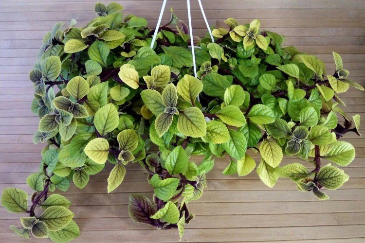 Удобрения и подкормка