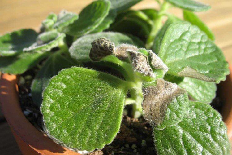 Борьба с вредителями и болезнями