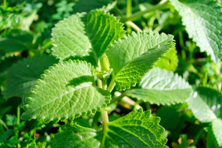 Плектрантус – фото