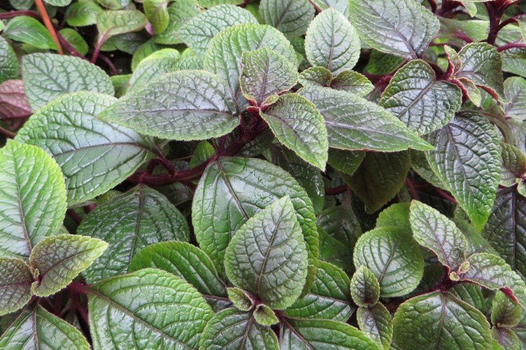 Плектрантус – фото