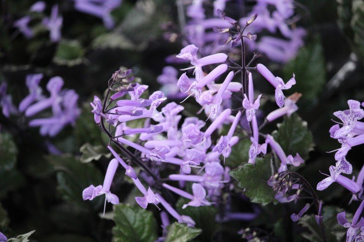 Плектрантус – фото