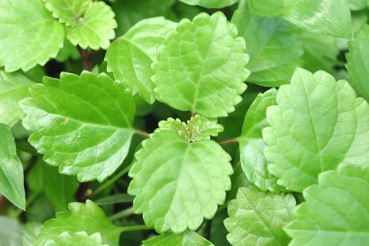 Плектрантус – фото