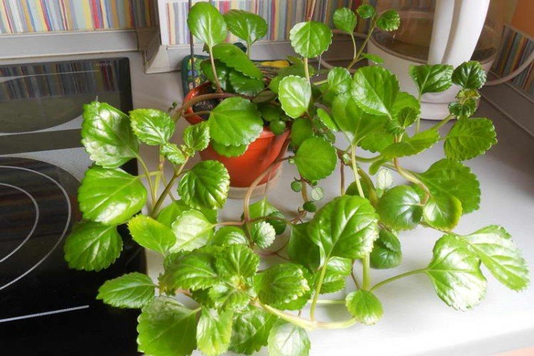 Плектрантус – фото