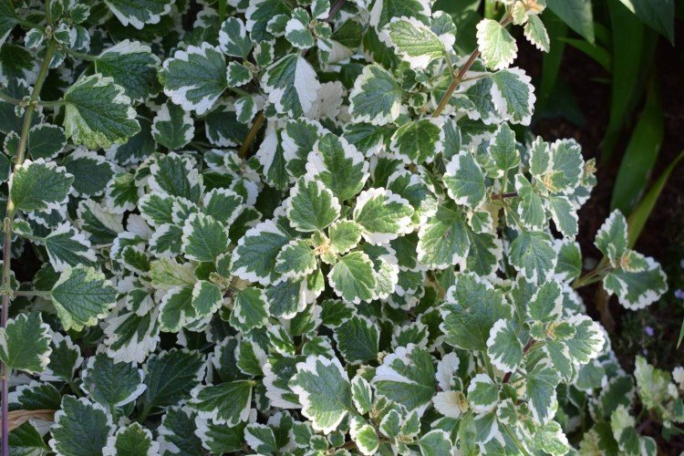 Плектрантус – фото