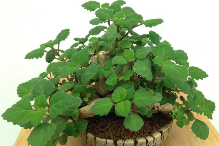 Плектрантус – фото