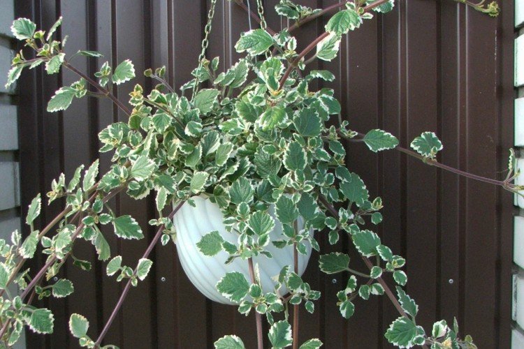 Плектрантус – фото