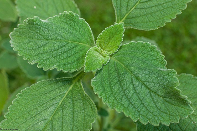 Плектрантус – фото