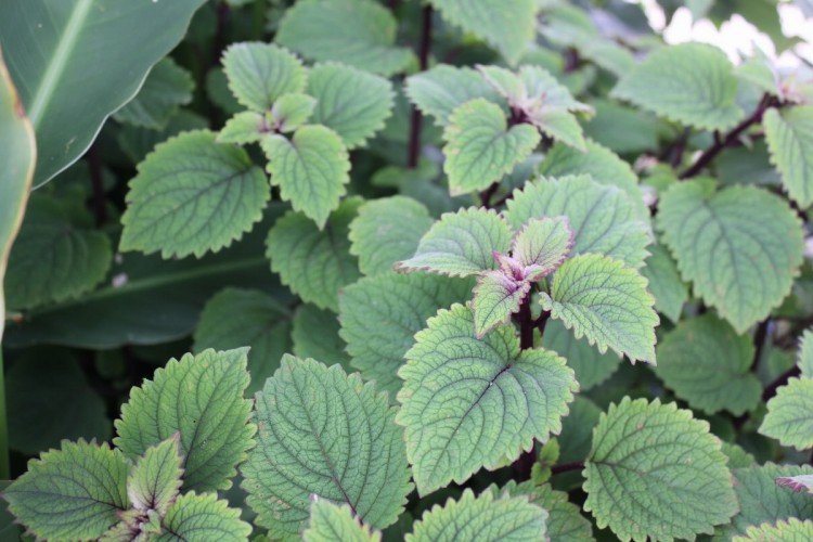 Плектрантус – фото